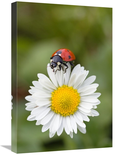 Global Gallery GCS-452719-1624-142 16 x 24 in. Seven-Spotted Ladybird 