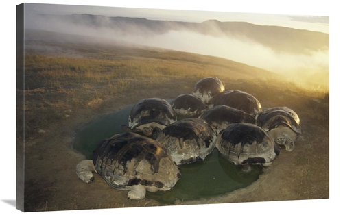 Global Gallery GCS-451385-2436-142 24 x 36 in. Galapagos Giant Tortois