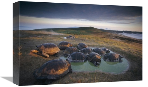 Global Gallery GCS-451383-1218-142 12 x 18 in. Galapagos Giant Tortois