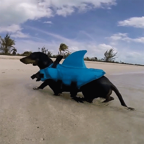 Shark Doggie Swim Vest