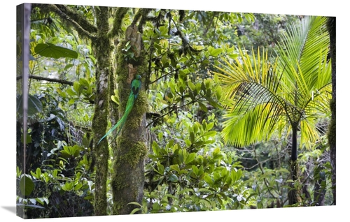 Global Gallery GCS-452694-2436-142 24 x 36 in. Resplendent Quetzal Mal