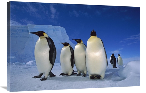 Global Gallery GCS-451727-2436-142 24 x 36 in. Emperor Penguin Group N