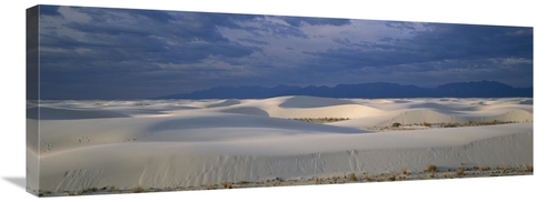 Global Gallery GCS-452623-36-142 36 in. Soaptree Yucca in Gypsum Dunes