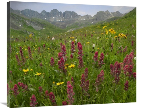 Global Gallery GCS-396377-2835-142 28 x 35 in. Indian Paintbrush Meado