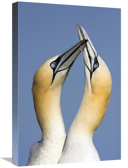 Global Gallery GCS-398277-1624-142 16 x 24 in. Northern Gannet Pair Co