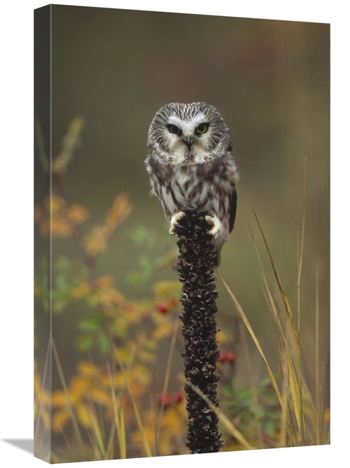 Global Gallery GCS-396713-1624-142 16 x 24 in. Northern Saw-Whet Owl P