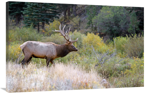 Global Gallery GCS-486444-44-142 44 in. Bull Elk on Watch Art Print - 