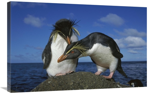 Global Gallery GCS-451807-2436-142 24 x 36 in. Rockhopper Penguin Pair