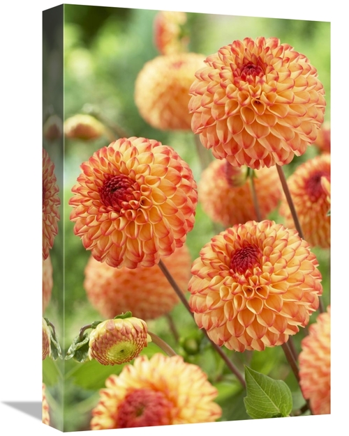 Global Gallery GCS-398347-1218-142 12 x 18 in. Dahlia Mirella Variety 