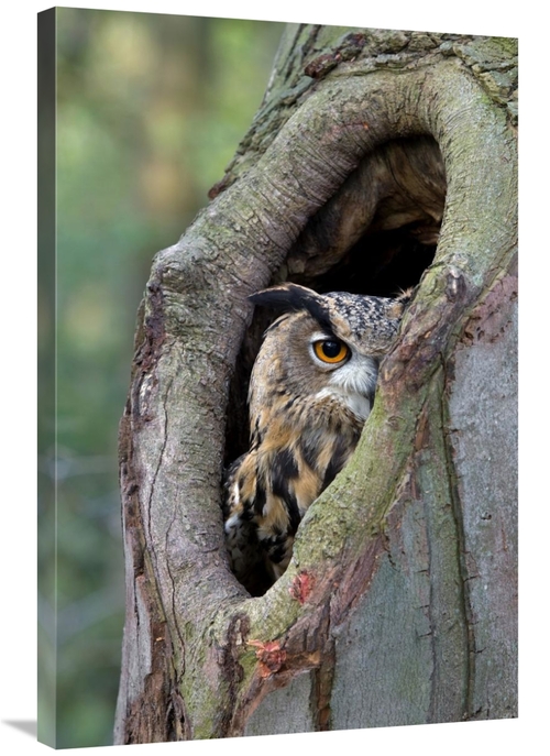 Global Gallery GCS-398017-2436-142 24 x 36 in. Eurasian Eagle-Owl Look