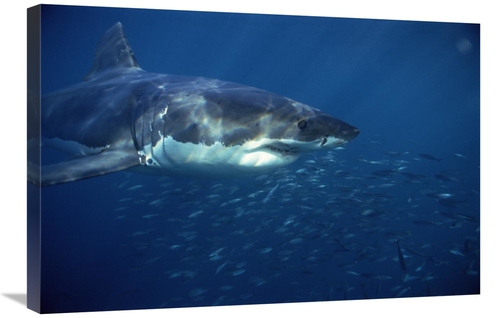 Global Gallery GCS-397969-2030-142 20 x 30 in. Great White Shark Swimm