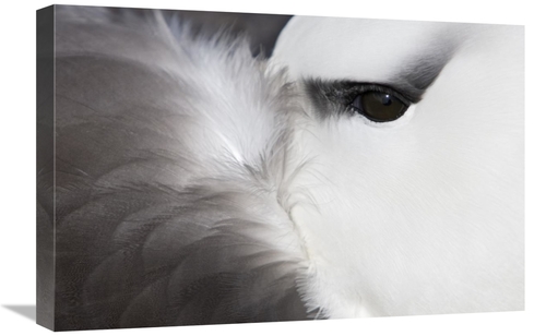 Global Gallery GCS-397865-1624-142 16 x 24 in. Black-Browed Albatross 