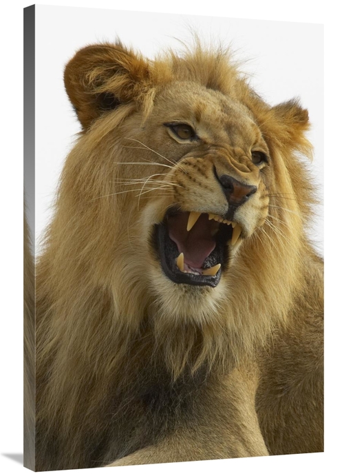 Global Gallery GCS-450861-2436-142 24 x 36 in. African Lion Male Growl