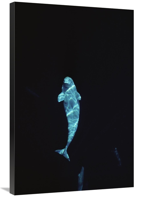 Global Gallery GCS-450637-2436-142 24 x 36 in. Beluga Whale Portrait A