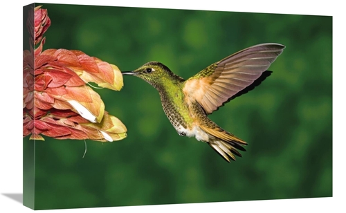 Global Gallery GCS-398311-1624-142 16 x 24 in. Buff-Tailed Coronet Hum