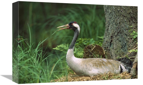 Global Gallery GCS-452394-1218-142 12 x 18 in. Common Crane on Nest&#4
