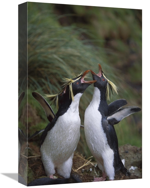 Global Gallery GCS-451809-1218-142 12 x 18 in. Rockhopper Penguin Gree
