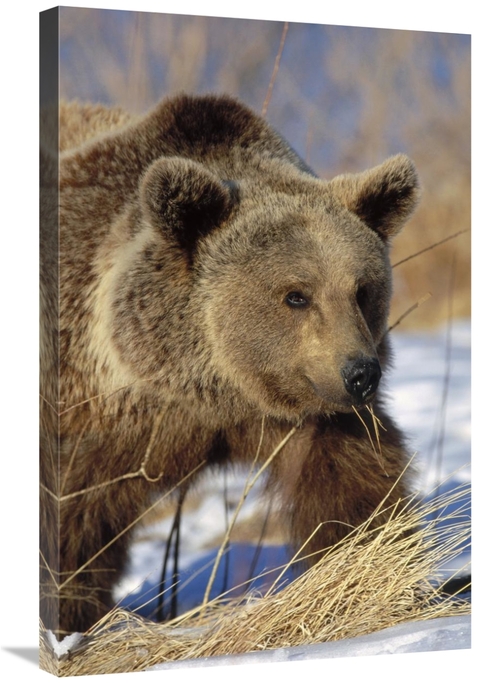 Global Gallery GCS-452349-2030-142 20 x 30 in. Brown Bear Eating Dry G