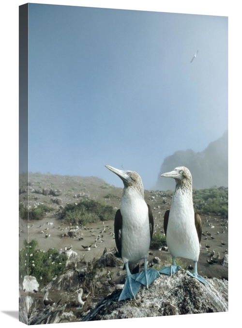 Global Gallery GCS-451059-2030-142 20 x 30 in. Blue-Footed Booby Pair 