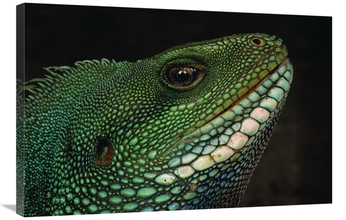 Global Gallery GCS-450801-2436-142 24 x 36 in. Water Dragon Face, 