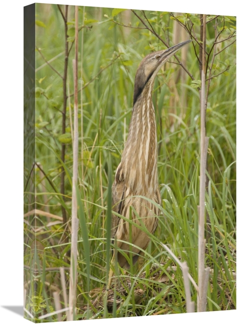 Global Gallery GCS-397360-1624-142 16 x 24 in. American Bittern, M