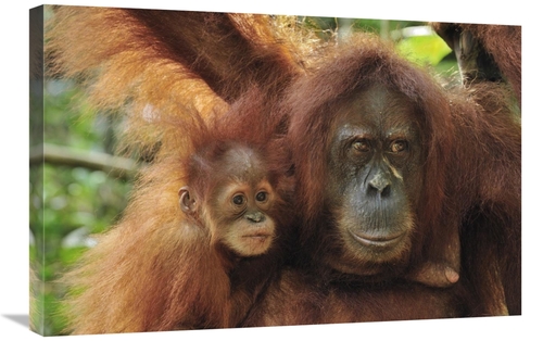 Global Gallery GCS-397667-2030-142 20 x 30 in. Sumatran Orangutan Moth