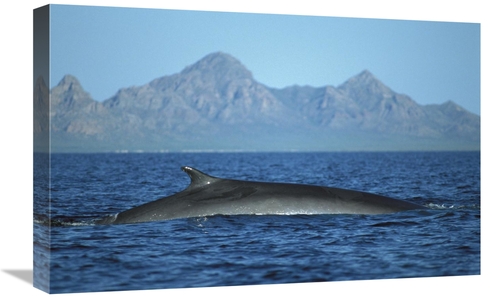 Global Gallery GCS-451691-1624-142 16 x 24 in. Fin Whale At Winter Fee