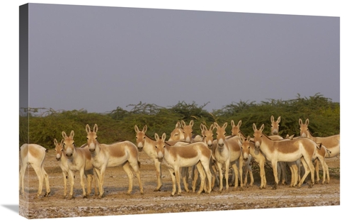 Global Gallery GCS-453062-2030-142 20 x 30 in. Indian Wild Ass Herd in