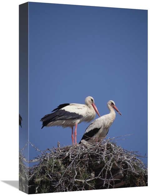Global Gallery GCS-452383-1218-142 12 x 18 in. White Stork Couple At N