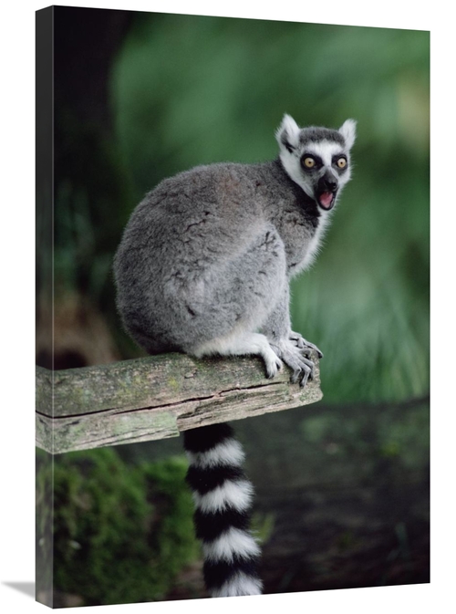 Global Gallery GCS-452811-2030-142 20 x 30 in. Ring-Tailed Lemur Calli