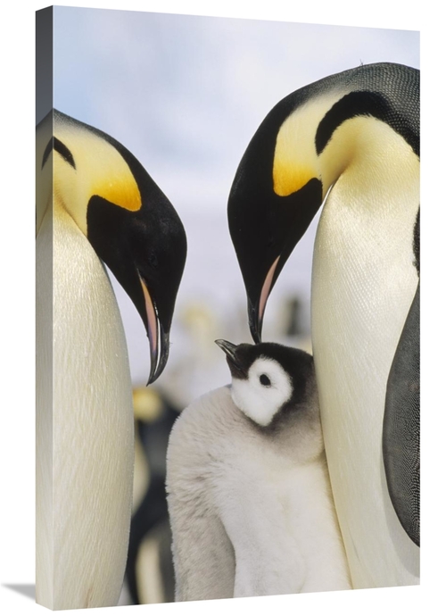 Global Gallery GCS-452375-2030-142 20 x 30 in. Emperor Penguin Parents