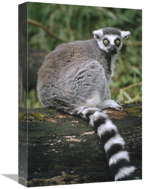 Global Gallery GCS-452818-1218-142 12 x 18 in. Ring-Tailed Lemur Portr