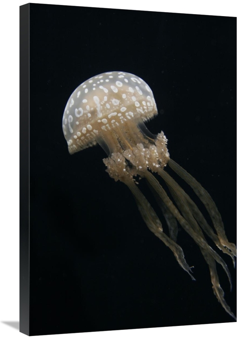Global Gallery GCS-453576-2030-142 20 x 30 in. Papuan Jellyfish, J