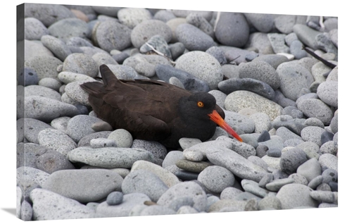 Global Gallery GCS-395445-2436-142 24 x 36 in. Black Oystercatcher on 