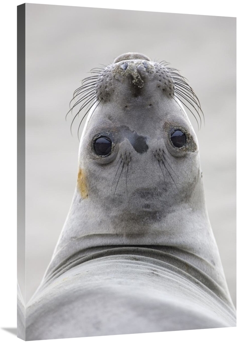 Global Gallery GCS-395300-2436-142 24 x 36 in. Northern Elephant Seal 