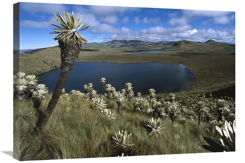 Global Gallery GCS-451654-30-142 30 in. Frailejones Growing in Paramo 