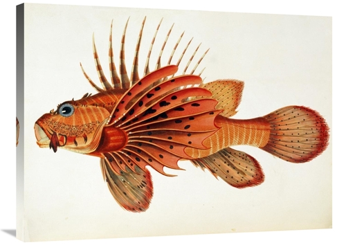 Global Gallery GCS-267689-36-142 36 in. Fishes Found on the Coast of C