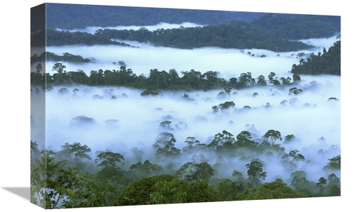 Global Gallery GCS-397668-1218-142 12 x 18 in. Canopy of Lowland Rainf