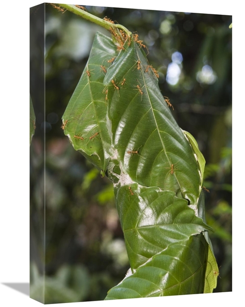 Global Gallery GCS-453641-1218-142 12 x 18 in. Weaver Ant Nest in Rain