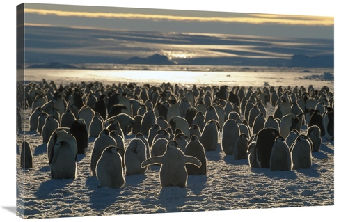Global Gallery GCS-397943-2436-142 24 x 36 in. Emperor Penguin Colony&