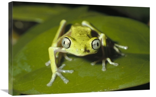 Global Gallery GCS-452426-2030-142 20 x 30 in. Lemur Frog, Monteve