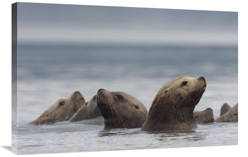 Global Gallery GCS-397991-2436-142 24 x 36 in. Stellers Sea Lion Group