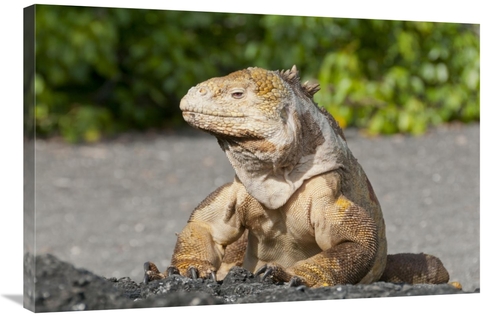 Global Gallery GCS-395618-2436-142 24 x 36 in. Galapagos Land Iguana B