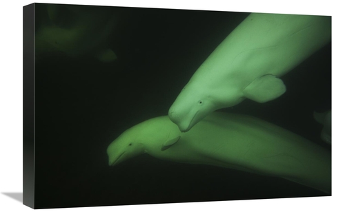 Global Gallery GCS-453587-1624-142 16 x 24 in. Beluga Pair, Church