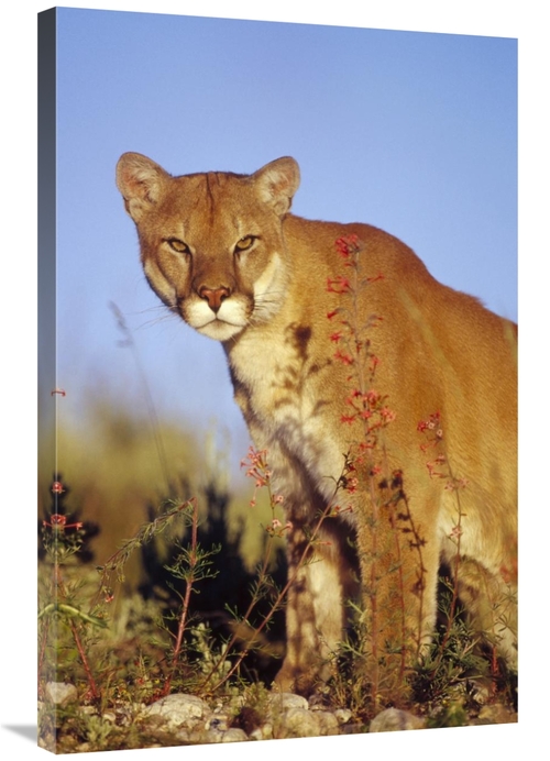 Global Gallery GCS-396252-2436-142 24 x 36 in. Mountain Lion or Cougar