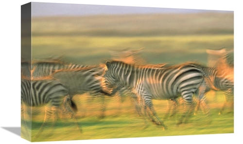 Global Gallery GCS-396080-1218-142 12 x 18 in. Burchells Zebra Group R