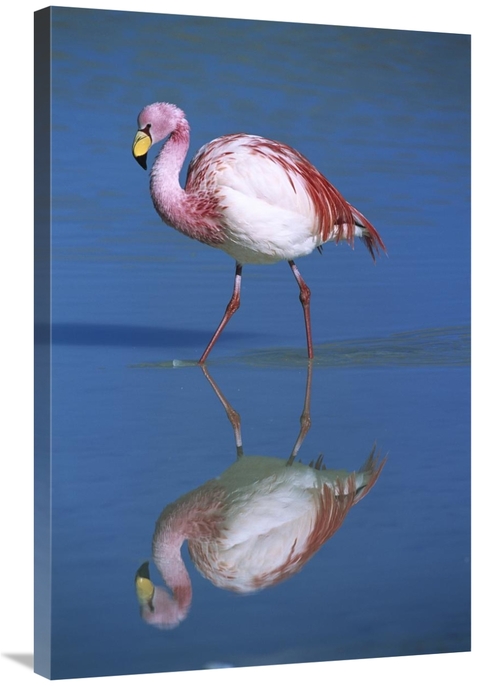 Global Gallery GCS-395592-2436-142 24 x 36 in. Puna Flamingo Wading&#4