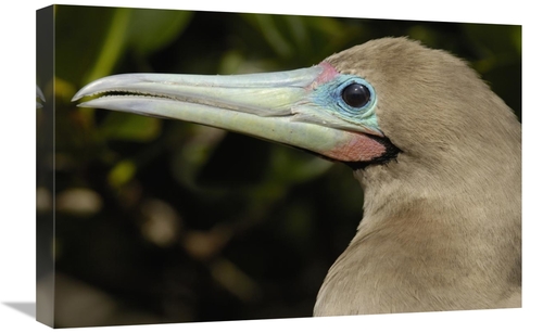 Global Gallery GCS-453056-1624-142 16 x 24 in. Red-Footed Booby Close 