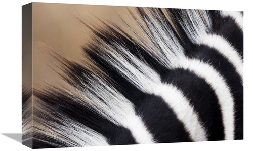 Global Gallery GCS-397436-1218-142 12 x 18 in. Zebra Mane, Khama R