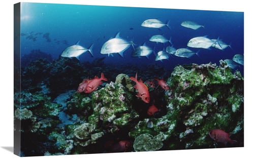 Global Gallery GCS-450743-2030-142 20 x 30 in. Cavalla & Squirrelfish 